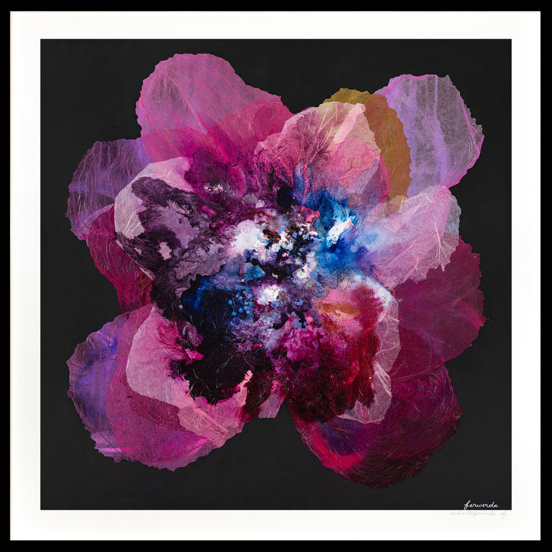 Prussian Champagne Poppy