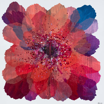 Antoinette Ferwerda | Coral Paper Daisy - Limited edition fine art reproduction