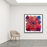 Antoinette Ferwerda | Coral Paper Daisy - Extra large, limited edition fine art reproduction in a black frame