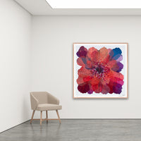 Antoinette Ferwerda | Coral Paper Daisy - Extra large, limited edition fine art reproduction in a natural oak frame